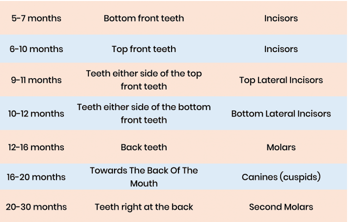 Teething table showing when teeth appear in babies