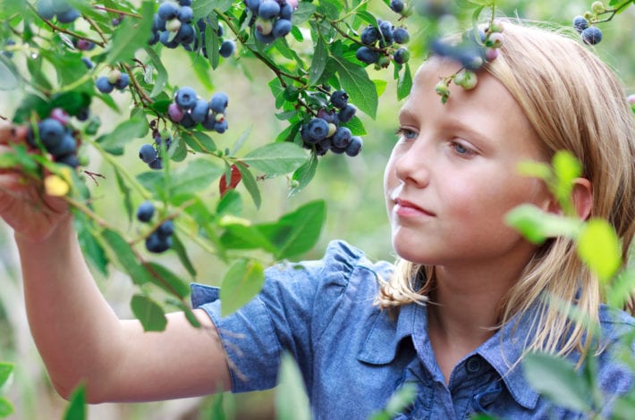 child picking blueberries