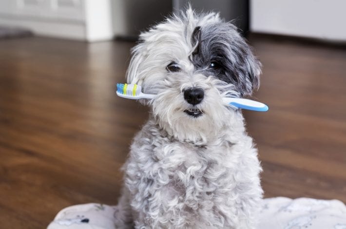 kids not brushing teeth - try these 11 fun games to get your child to brush their teeth