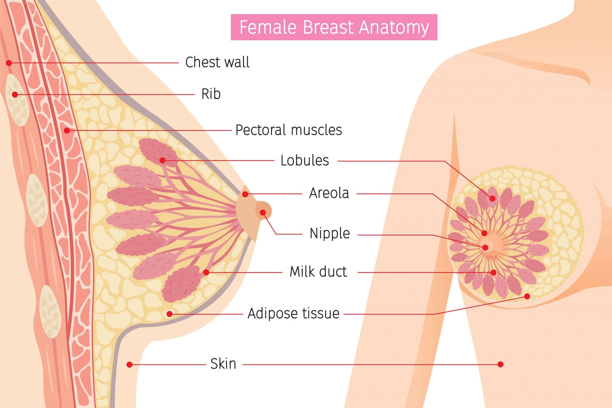 Breastfeeding 101 - what you need to know to get started breastfeeding