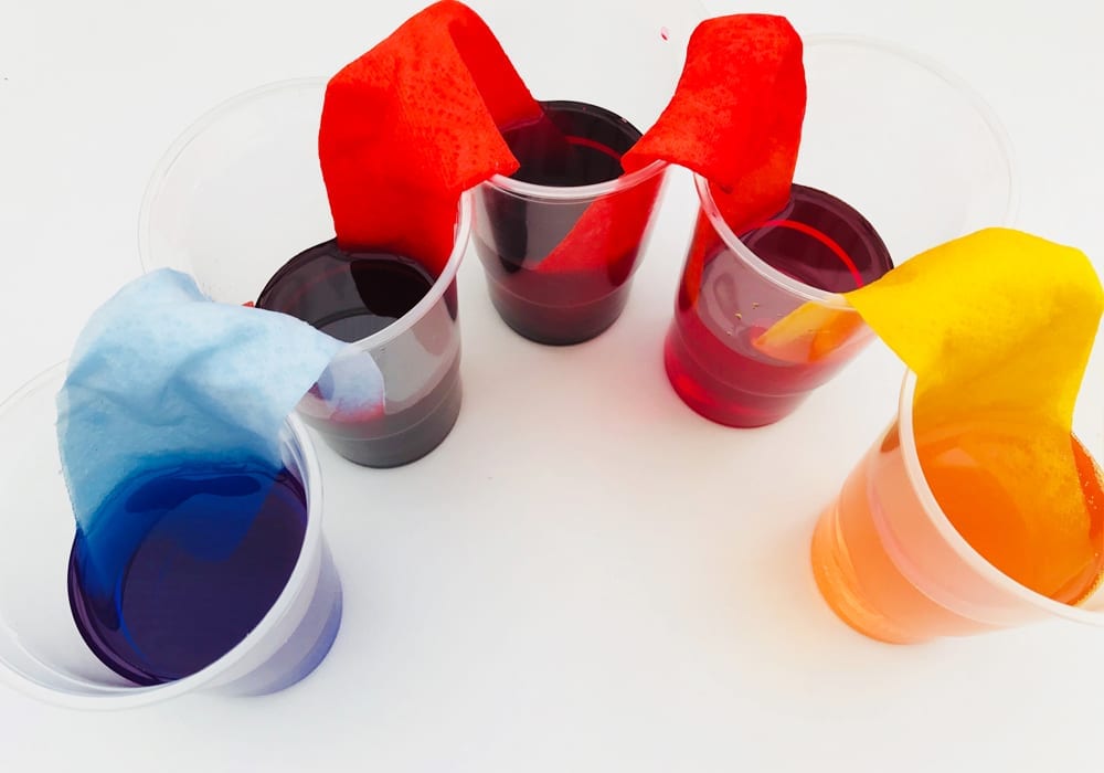 Walking rainbow water experiment for kids - teach kids about capillary action with this fun walking water activity