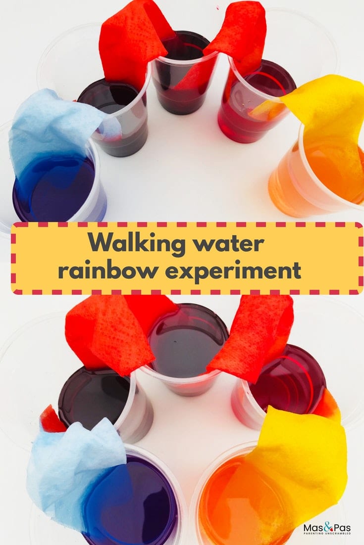 Walking rainbow water experiment for kids - teach kids about capillary action with this fun walking water activity