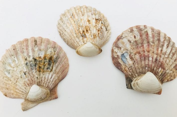 Easy seashell crafts - paint these little seashell pups - a great summer craft for kids