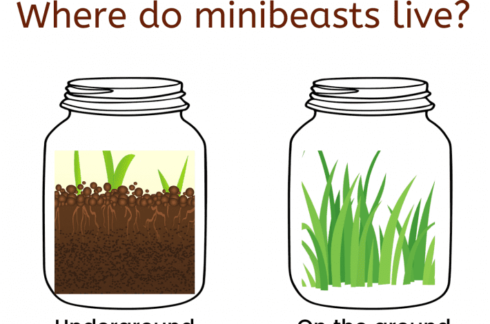 Where do minibeasts live - exploring micro-habitats with early years minibeasts activities with free printables