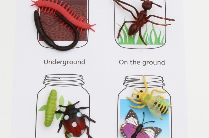 where do insects live? learning game for kids