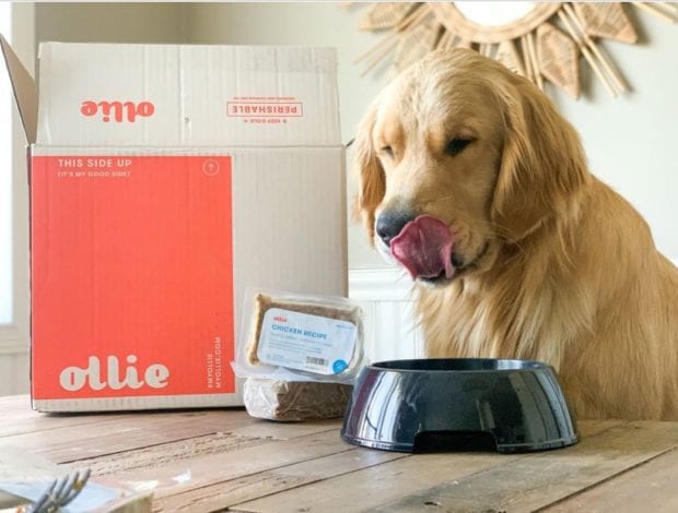 Ollie review - best fresh dog food delivery service - ollie meals review - my ollie review
