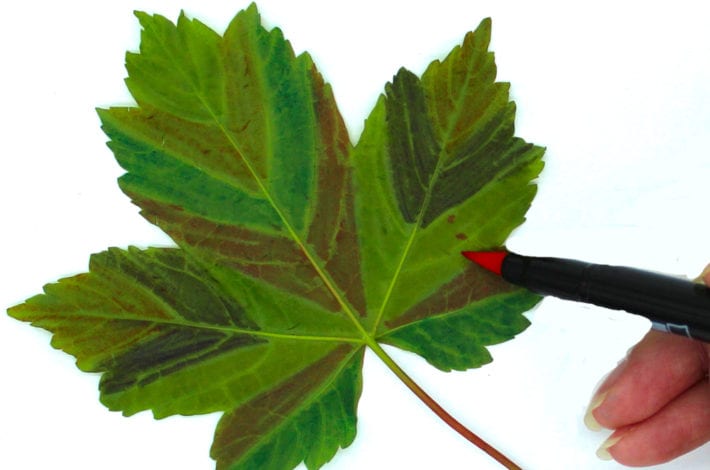 leaf printing - make rainbow leaf prints using paints or washable marker pens - a fun nature craft for kids