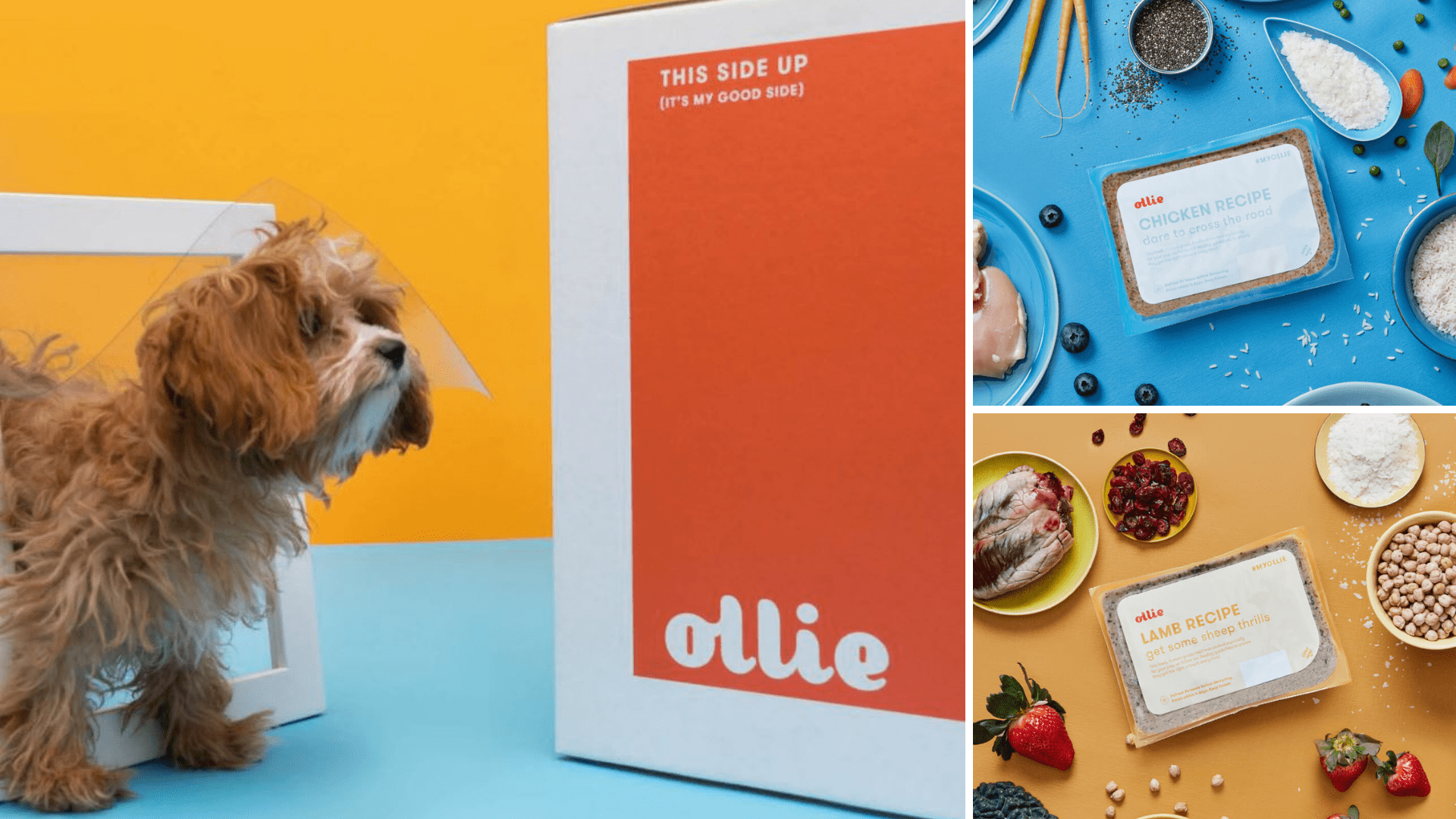 Ollie vs The Farmer's Dog: Which is the Best Fresh Dog Food Online?