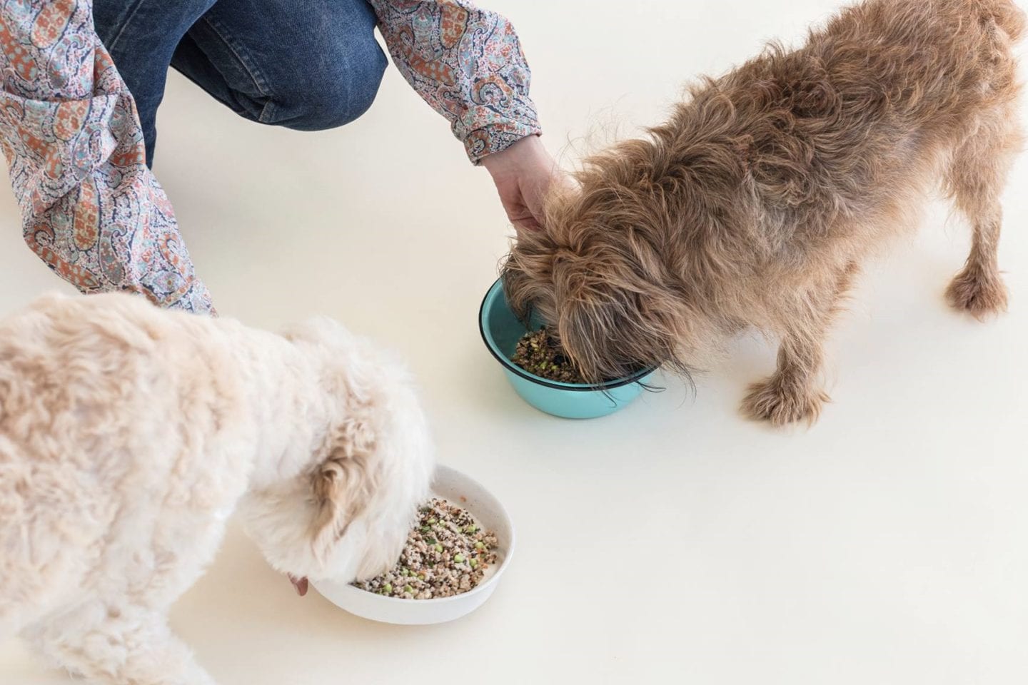 Spot and Tango Review: Are These Fresh Dog Food Deliveries Healthy? image