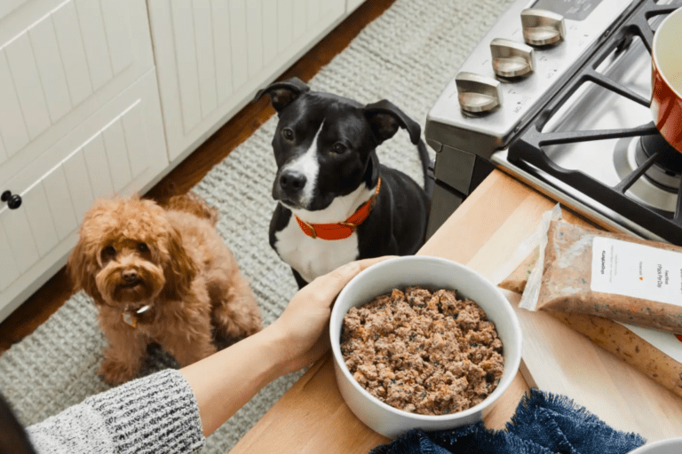 5 Best Fresh Dog Food Delivery Services in 2022