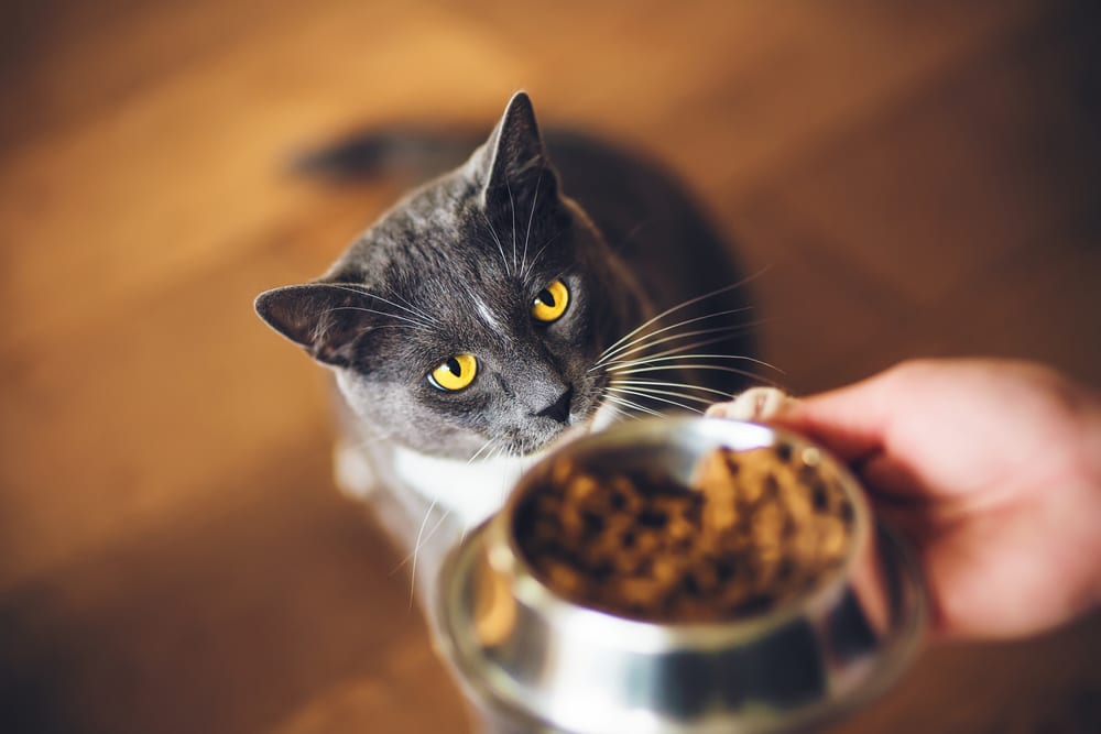 Best fresh clearance cat food