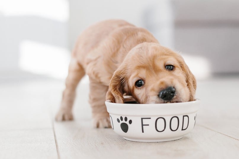 Butternut Box vs Different Dog - Best Fresh Dog Food UK