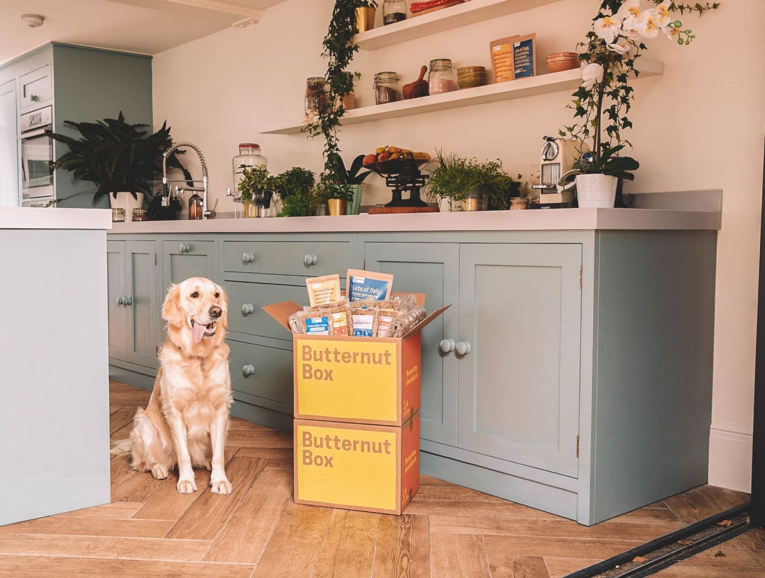 Butternut Box vs Different Dog Which is the Best Fresh Dog Food UK