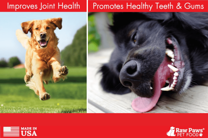 Best Raw Dog Food Supplier Is Raw Paws Pet Food Worth It?