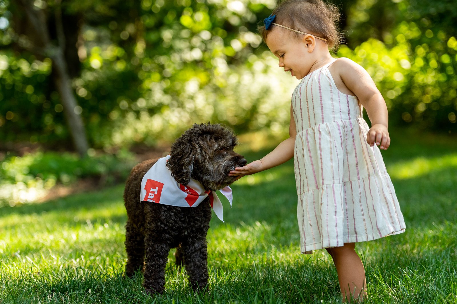 Tailored Pet Review Is This The Best GrainFree, Affordable Dog Food?