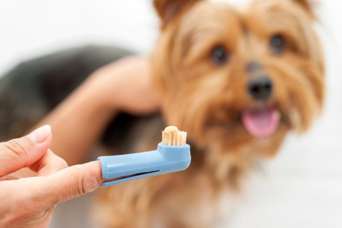 Bark Bright Review - enzymatic toothpaste for dogs