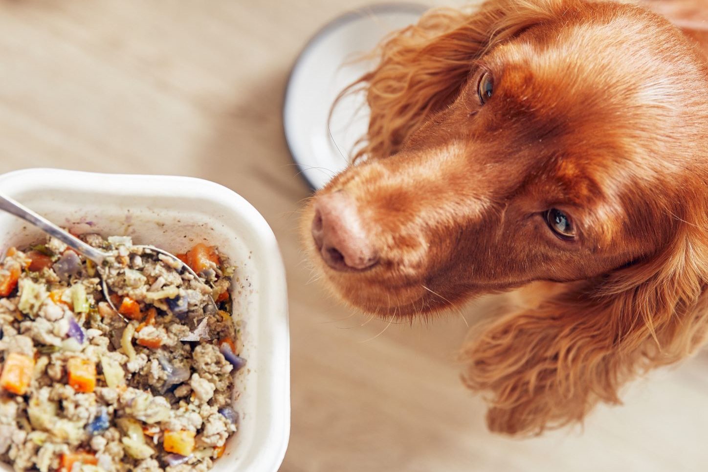 Butternut Box vs Different Dog Which is the Best Fresh Dog Food UK