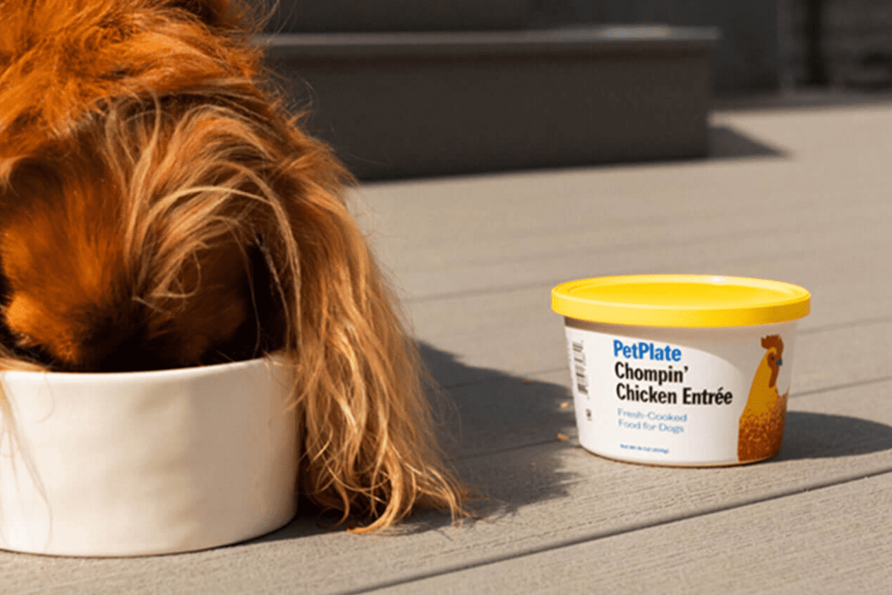 Ollie vs Pet Plate Which is the Best Fresh Dog Food Delivery Service?