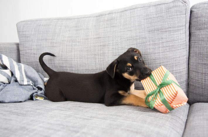 14 best gifts for a dog's birthday
