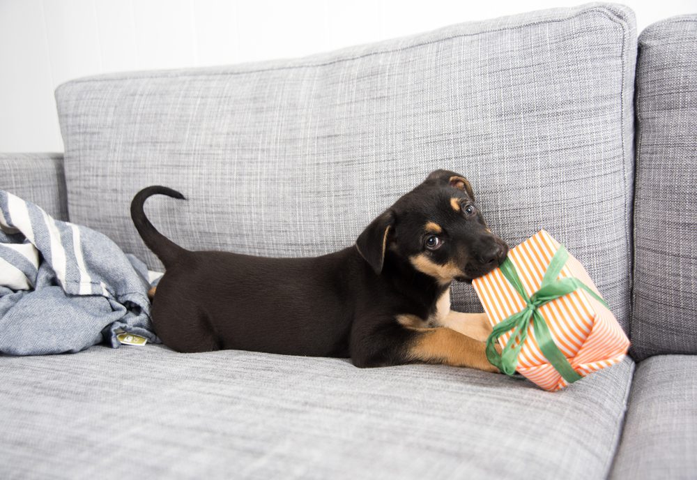 14 best gifts for a dog's birthday
